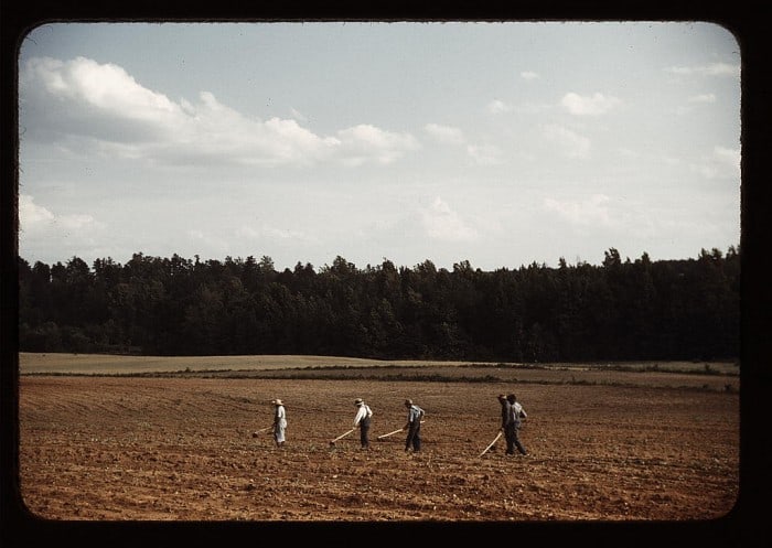 עובדים בשדה כותנה בג'ורג'יה, ארה"ב, 1941. צילום: ג'ורג' דלאנו, ספריית הקונגרס
