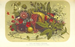 פירות וצמחים
