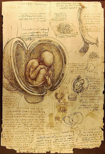 מחקר של עוברים מאת ליאונרדו דה וינצ'י, 1513-1510