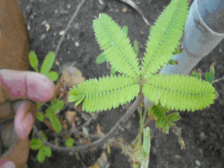 השתפלות העלים של ה-Mimosa pudica היא שנתנה לצמח את השם העברי "ביישנית"
