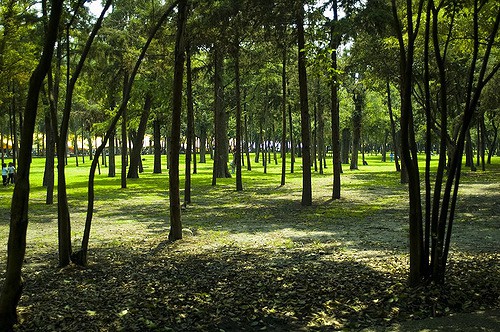 יער צ'פולטפק, במקסיקו סיטי. 