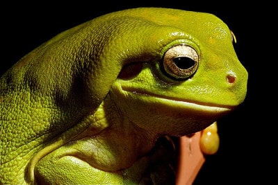 צפרדע עצים ירוקה