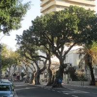 השקמים ברחוב המלך ג'ורג' בתל אביב