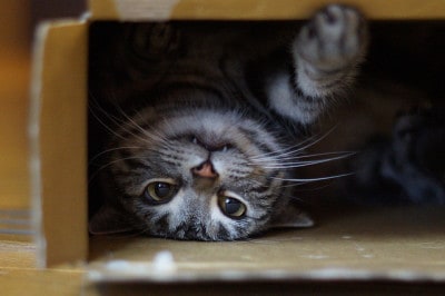 חתול בקופסה