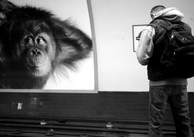 אבולוציה, אדם מול קוף