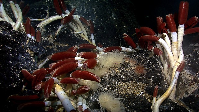 צורות חיים בעומק 2.5 ק"מ ליד איי גלפאגוס, בקרבת מביעות הידרותרמית תצלום:  NOAA Ocean Explore
