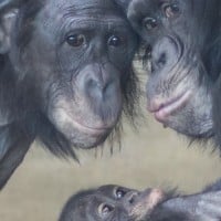 משפחת קופי בונובו