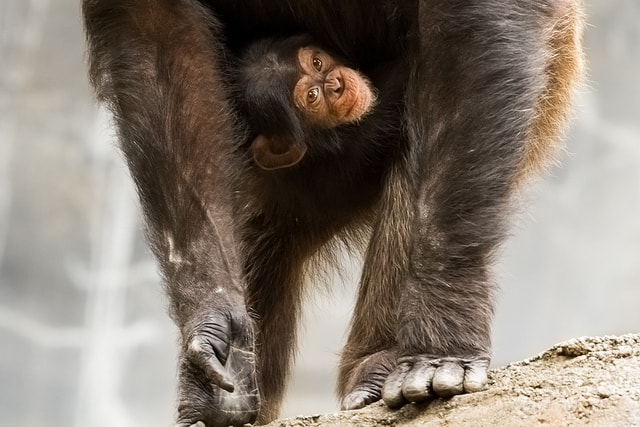 תינוק שימפנזה