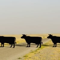 פרות חוצות מאחורי שלט על פרות חוצות