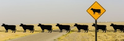 פרות חוצות מאחורי שלט על פרות חוצות