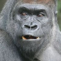 זורי, גורילה בן 26, בקונגו, בגן החיות של ברונקס