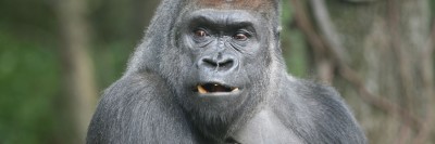 זורי, גורילה בן 26, בקונגו, בגן החיות של ברונקס