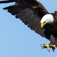 עיטם לבן אמריקני, Bald Eagle