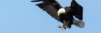 עיטם לבן אמריקני, Bald Eagle