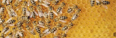 דבורים, יערת דבש