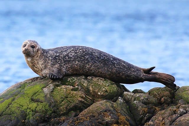 פוקת המפרץ, common seal