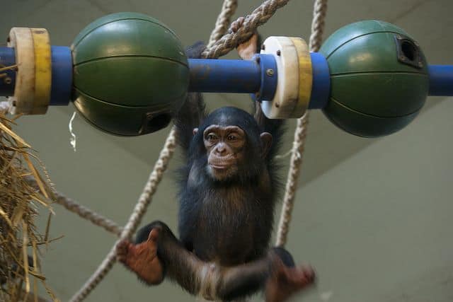 שימפנזה, אינטליגנציה