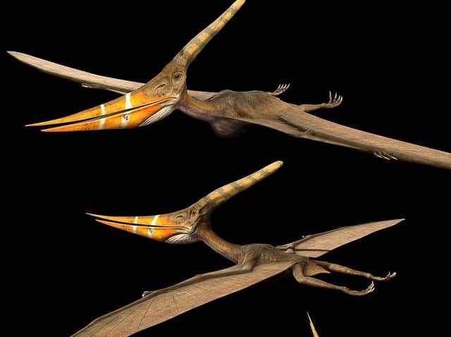 פטרנודון, Pteranodon