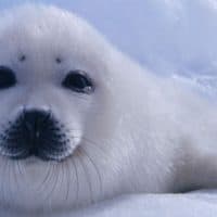 כלב ים לבן