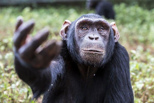 שימפנזה