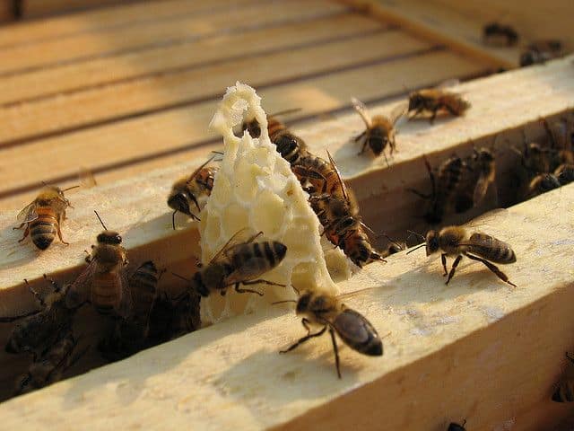 דבורים, חלת דבש