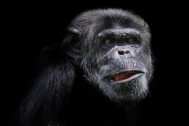 שימפנזה