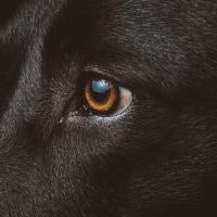כלב שחור, מבט
