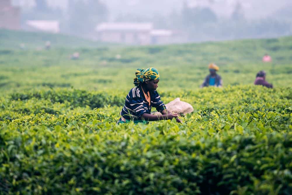 רואנדה, מטע תה, אישה עובדת