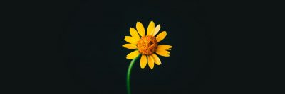 פרח התקווה, פרח צהוב, עלי כותרת