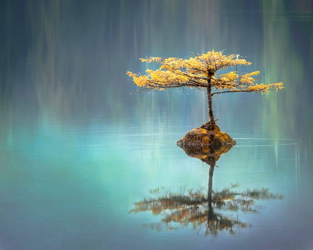 עץ, זן, השתקפות במים, שלווה, איזון