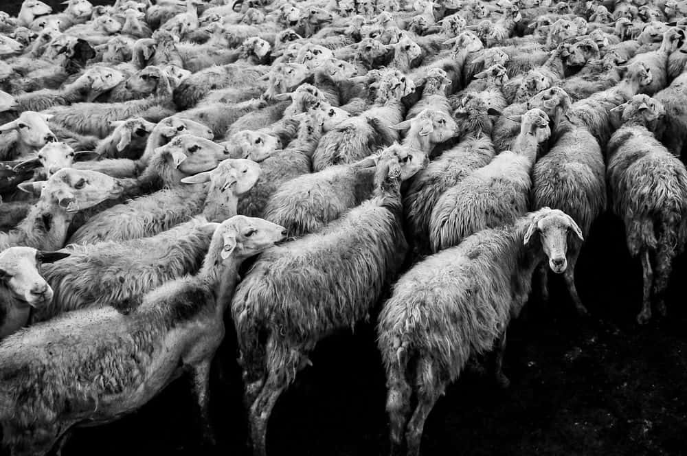 כבשים, עדר, ממוצע, חוק המספרים הגדולים