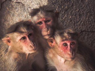 קופים, הודו