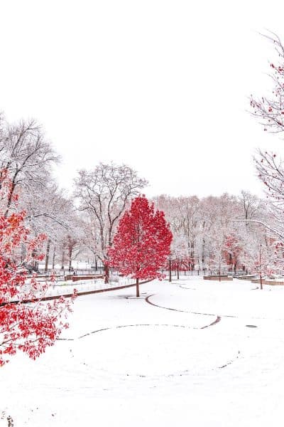 סנטרל פארק, שלג, ניו יורק, עץ, שלכת