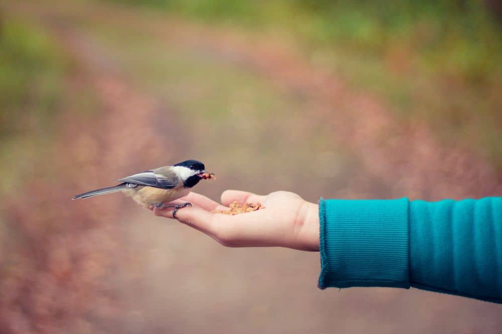 ציפור ביד