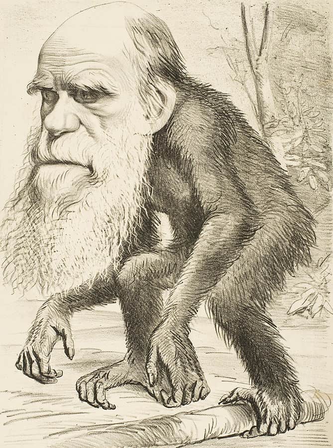 דרווין, מוצא האדם, קוף