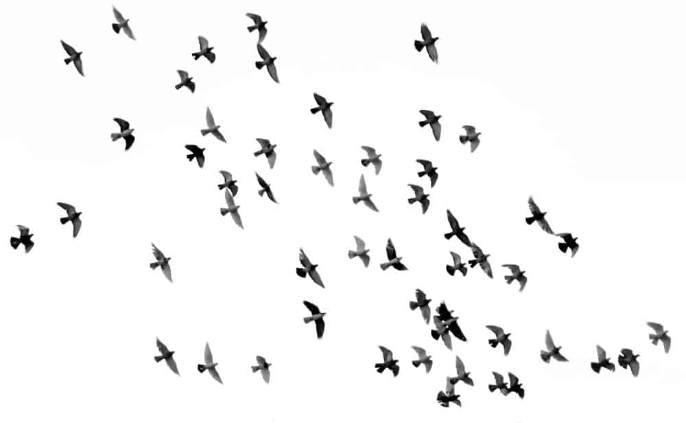 ציפורים, להקת ציפורים