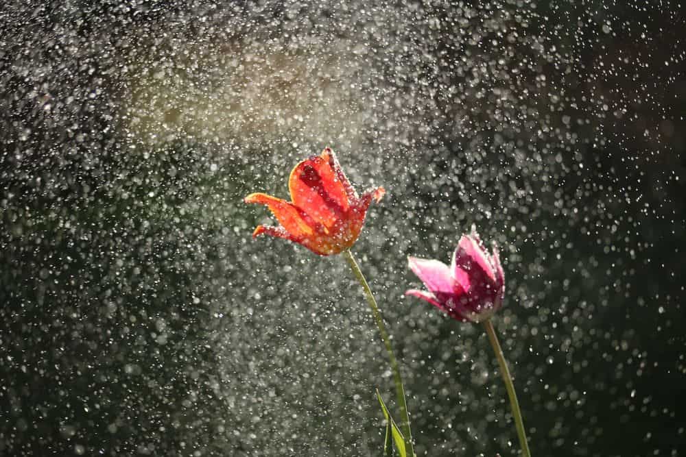 גשם, פרחים