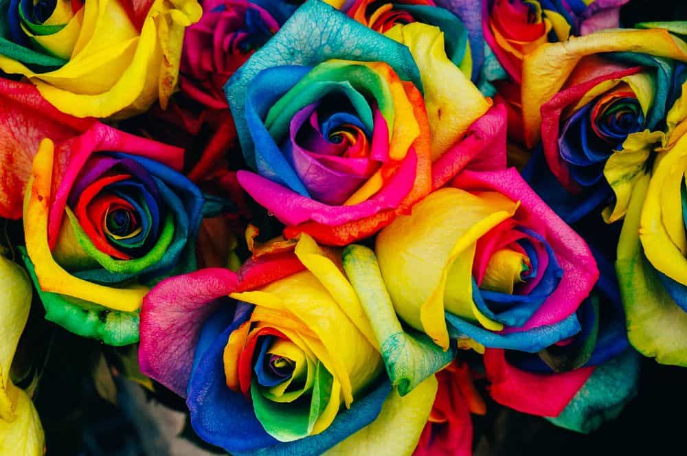 ורדים, צבעים