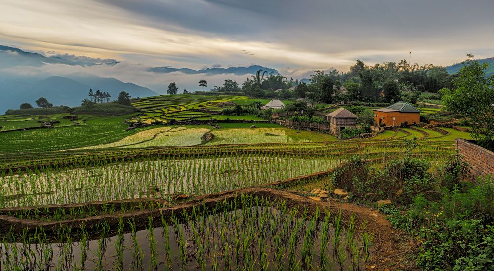 שדות אורז, וייטנאם