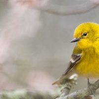ציפור שיר, ציפור צהובה