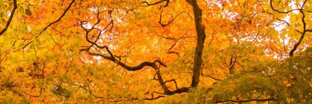 עץ אלון, אנגליה, שלכת