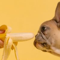 כלב, פיג׳מה, בננה, צ׳יוואווה