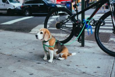 כלב, אופניים, ניו יורק