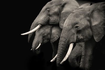 פילים