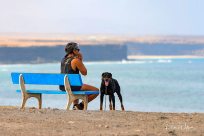 מדיטציה, ספסל, חוף הים, כלב