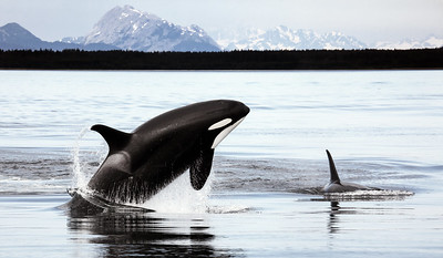 לווייתן קטלני, אלסקה