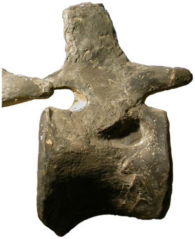 חוליית זנב, אפאטוזאורוס
