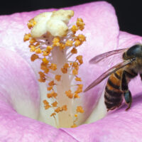 דבורת דבש, פרח, צוף
