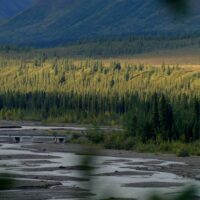 מים, שמורת טבע, דנאלי, אלסקה, עצים, נוף
