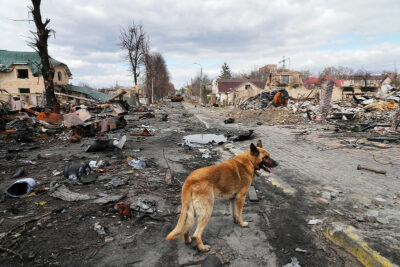 כלב, בוצ'ה, מלחמה, אוקראינה